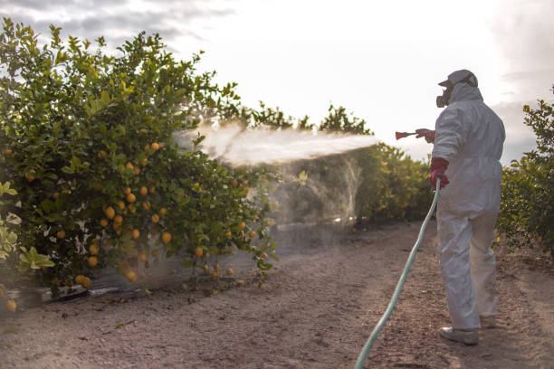 Best Pest Prevention Services  in Parsons, WV